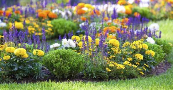 Многолетние цветы для сада: критерии выбора, виды, требования, уход