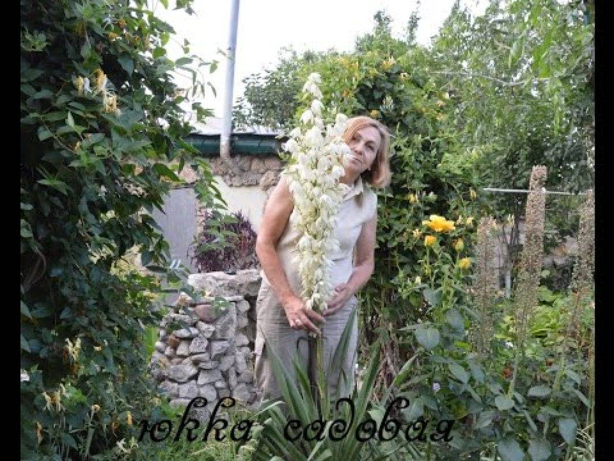 Юкка садовая: посадка и уход, фото, особенности выращивания, размножение - sadovnikam.ru