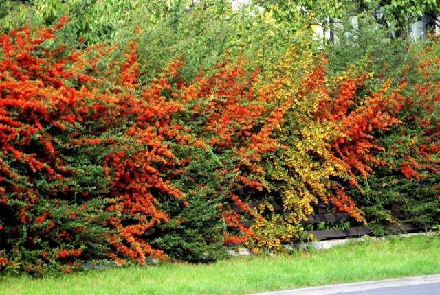Живая изгородь на даче: 105+ (фото) какую лучше использовать?