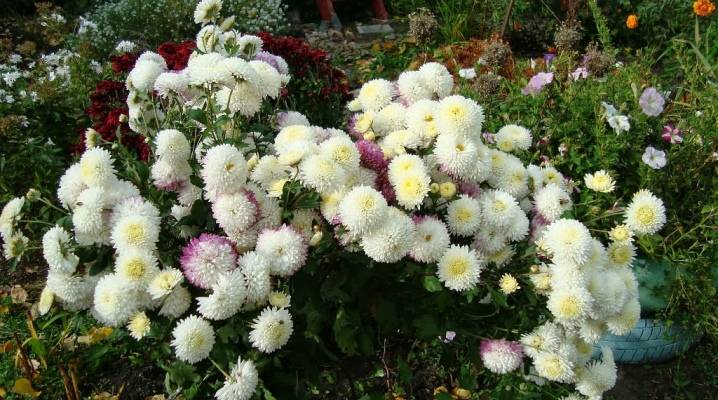 Хризантема садовая многолетняя: посадка и уход (77 фото) - «ландшафтный дизайн» » все о сауне