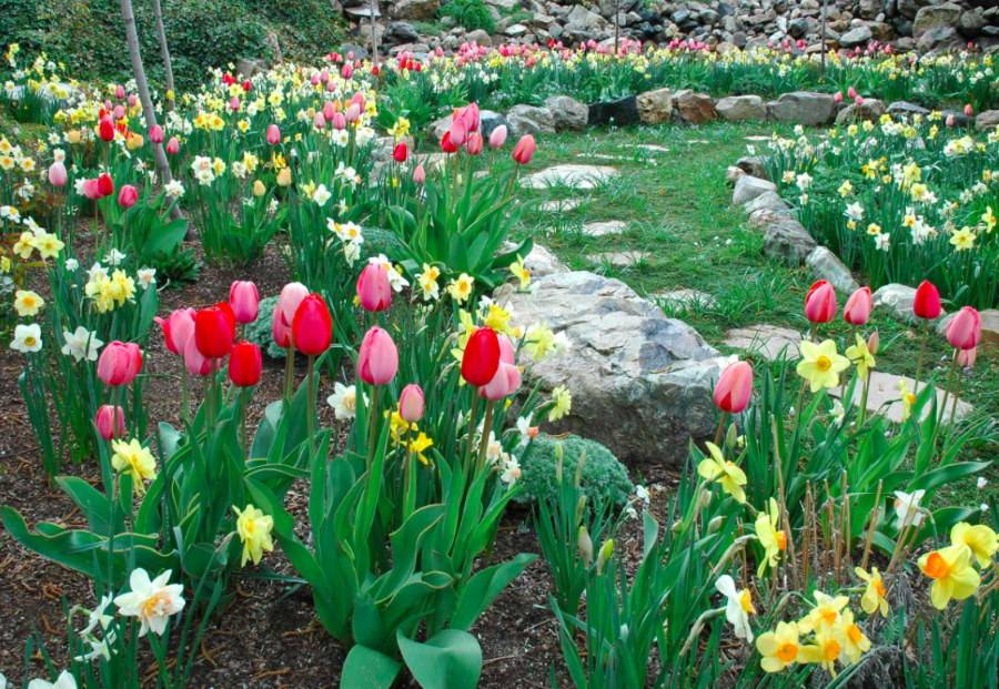 О многолетних луковичных цветах в ландшафтном дизайне сада