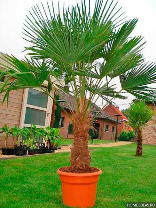 Комнатные пальмы: разновидности и правила ухода