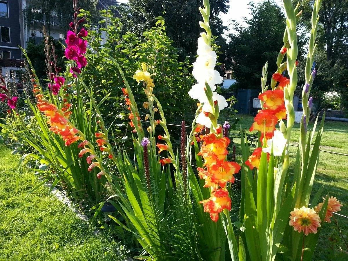Как сажать гладиолусы в клумбу с другими цветами на садовом участке