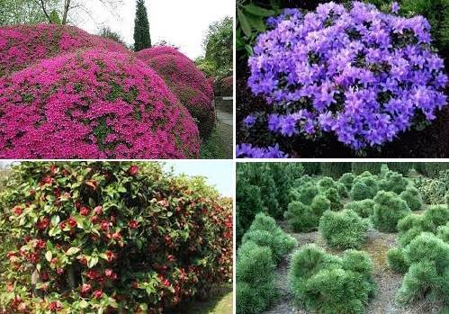 Названия и фото декоративных цветущих кустарников для дачи, цветущих весной, летом и осенью