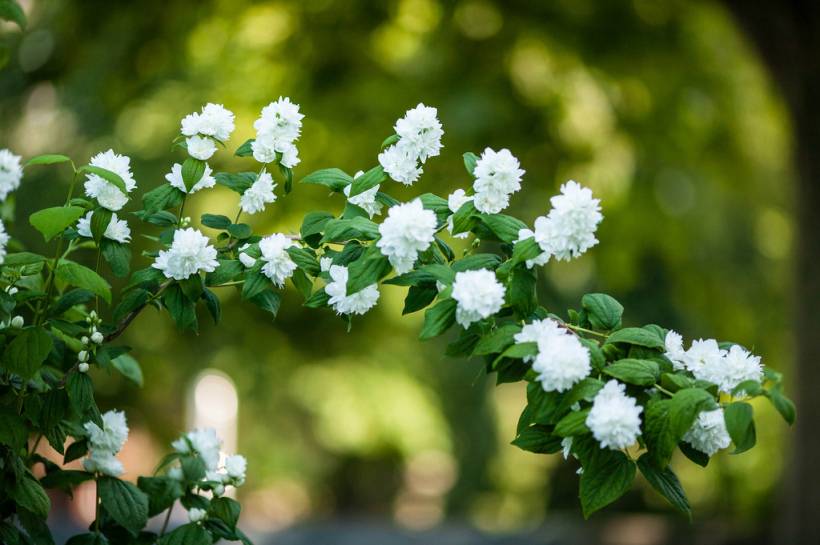 Садовый жасмин – посадка и уход с фото, нюансы по сортам чубушника