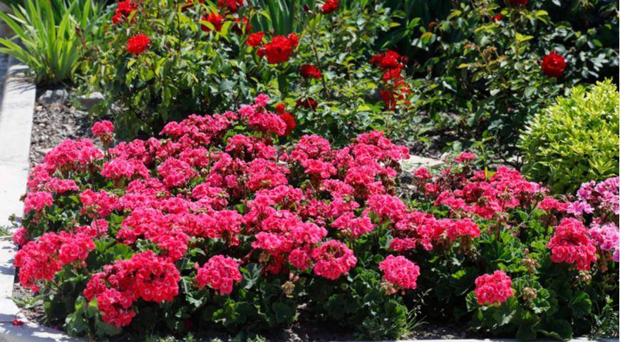 Герань садовая: описание и выращивание цветов