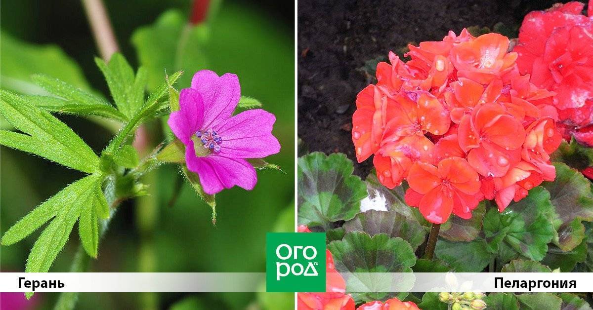 Герань (40 фото): как правильно ухаживать за садовым многолетним и однолетним цветком? особенности посадки в открытый грунт. как выглядит герань?