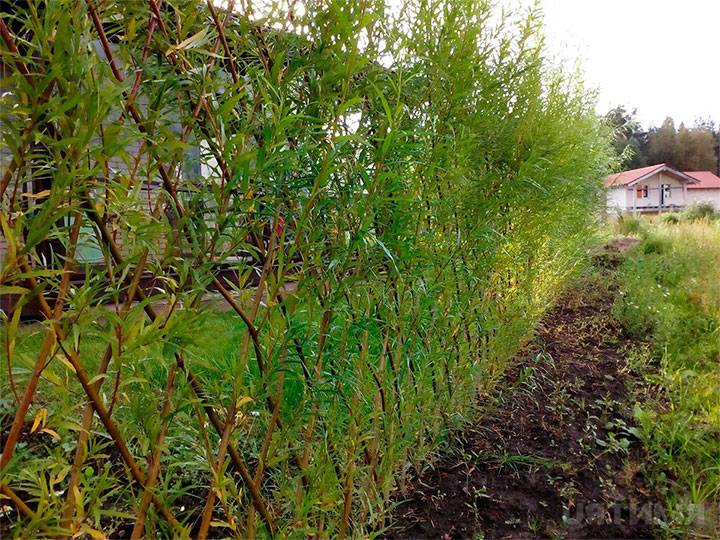Живая изгородь на даче, виды и уход - фото примеров
