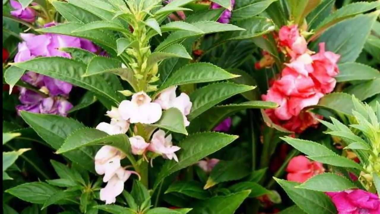 Бальзамин садовый: посадка и уход, фото сортов растения для открытого гоунта