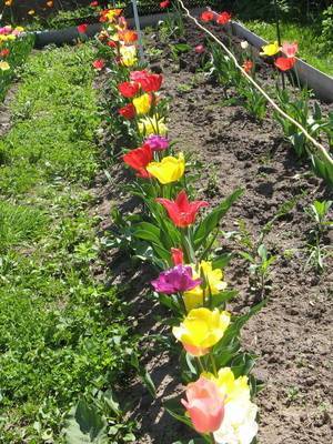 Лучшие луковичные цветы-многолетники для сада - подборка сортов