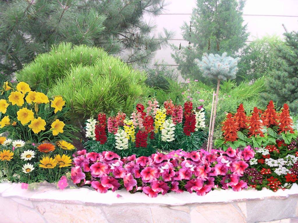 Схемы и фото клумб из однолетних цветов на даче