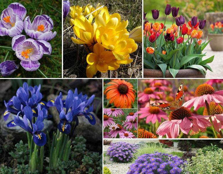 Многолетние кустарники для сада, дачи и огорода: названия декоративных и цветущих культур с фото