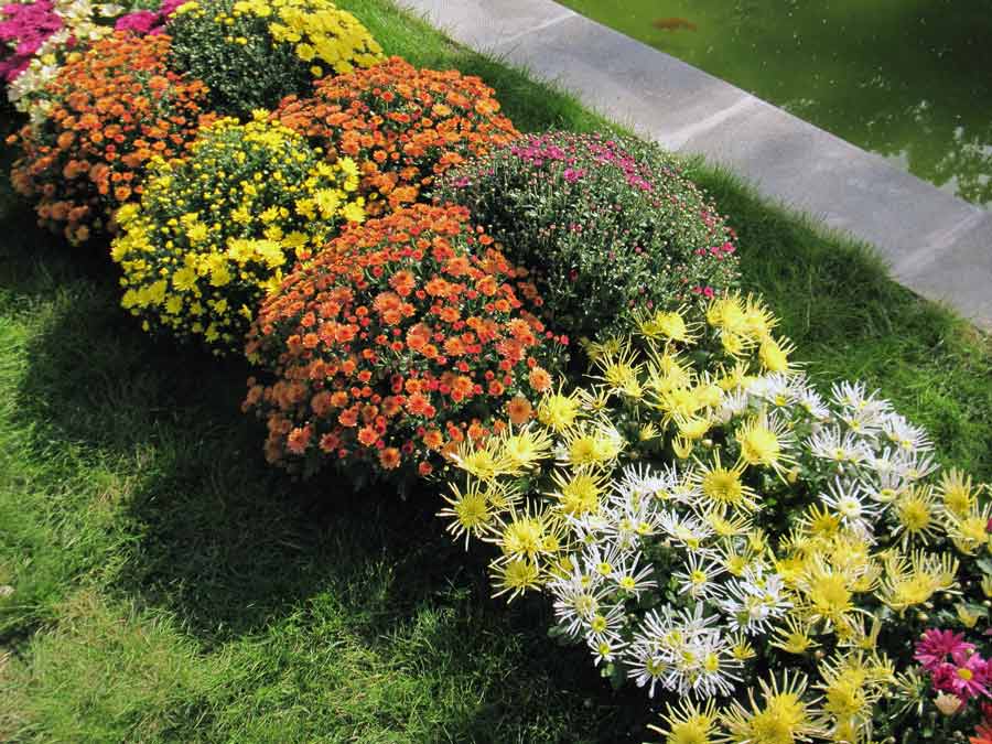 Многолетние сорта садовых хризантем: описание лучших, основные правила посадки и ухода - sadovnikam.ru