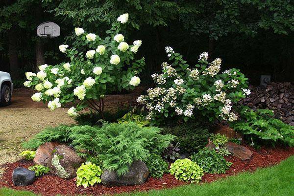 Декоративно-цветущие многолетние кустарники для сада