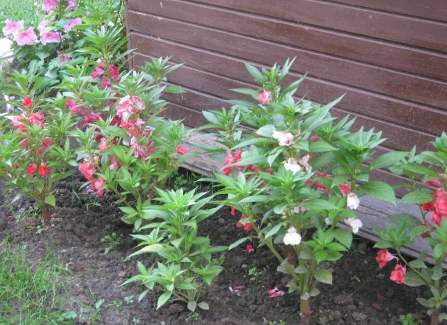 Бальзамин садовый: посадка и уход фото сорта когда сеять семена видео