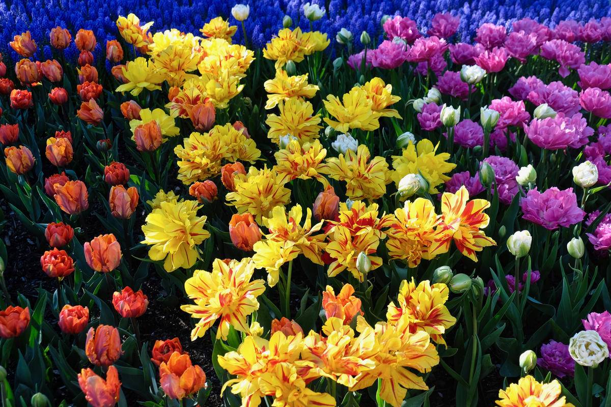 Цветники и клумбы своими руками на даче цветущие все лето (84 фото): низкорослые цветы и их названия, какие лучше посадить однолетние и многолетние виды