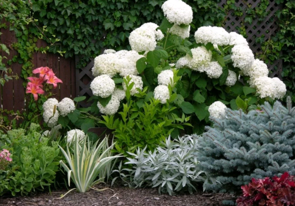 Тенелюбивые однолетние и многолетние растения для вашего сада: описание, фото
