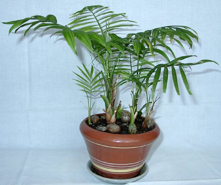 Пальма вашингтония (28 фото): уход в домашних условиях за комнатными растениями. нитеносная и робуста