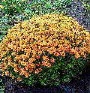 Хризантемы многолетние в открытом грунте - с фото