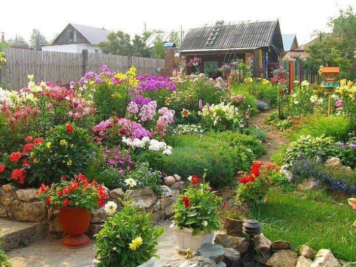 Декоративные кустарники для сада и дачи: фото и названия