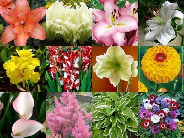 Каталог многолетних цветов для дачи — фото с названиями